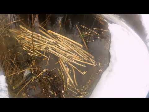 Видео: ОХОТА НА БОБРА КАПКАНАМИ. ВЛЕТЕЛ ЧЕРНЫЙ ОГРОМНЫЙ БОБР.#охотакапканами#бобр#капкан#кп250#