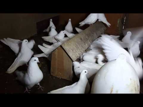 Видео: Ижевские