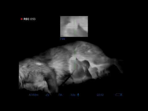 Видео: РЕГУЛИРОВАНИЕ ЧИСЛЕННОСТИ ХИЩНИКОВ-2 -ШАКАЛЫ.