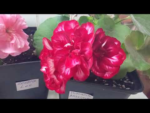 Видео: Пеларгония Зебра Ли (Zeebra Lee ), Тоскана Максима (Toscana Maxima), Никс (Toscana Nixe ).