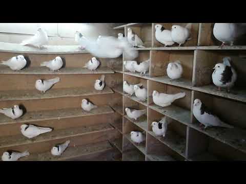 Видео: 30 ноября 2024 г.