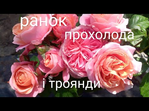 Видео: Ранкова прогулянка, нарешті прохолода&