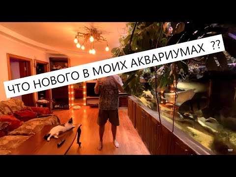 Видео: Что нового в моих аквариумах? Новые рыбы, дубовые коряги, замена носков, доведение системы до ума.