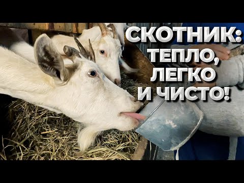 Видео: Как сделать тепло и чисто в скотнике. Бактерии, биогумус, ферментационная подстилка.