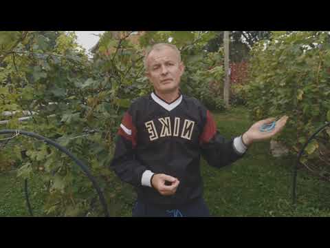 Видео: Как помочь лозе вызреть? Делаю последнюю обработку.