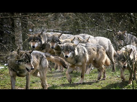 Видео: Стая окружила беззащитную девочку. Огромный волк навис над ней, глядя ей прямо в глаза