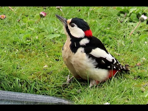 Видео: 1345. Strakapoud velký, Great Spotted Woodpecker,Buntspecht,Большой пёстрый дятел,Grote bonte specht