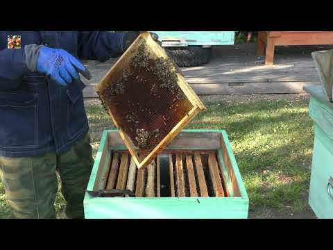 Видео: Как работают матки Бакфаст Михалёва?!