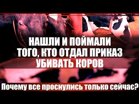 Видео: Нашли и поймали того, кто отдал приказ убивать коров. Почему все проснулись только сейчас?