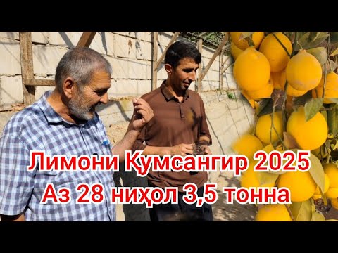 Видео: Лимони Кумсангир 2025 маълумотҳои зарури бо Биогумус 