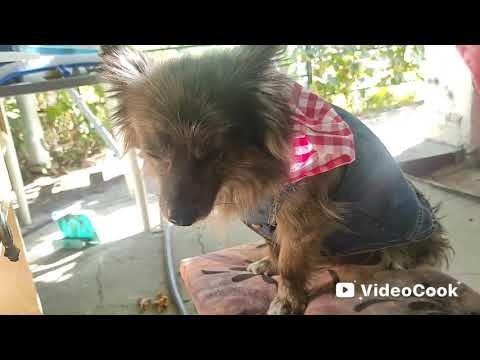 Видео: Кузин влог прогулка 🐶