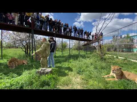 Видео: Эдгард Запашный среди ДЕСЯТКА ЛЬВОВ снимает фильм об Олеге Зубкове!