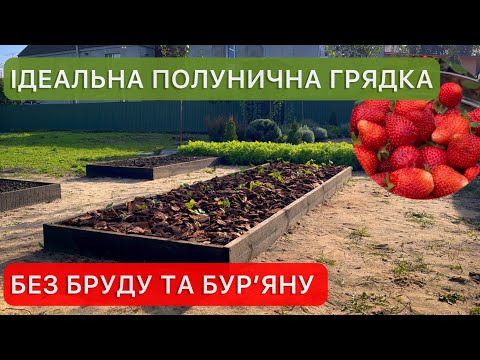 Видео: Перевірений спосіб посадки полуниці. Гарантований урожай гіганських ягід.