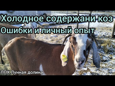 Видео: Холодное содержание коз. Ошибки и личный опыт.