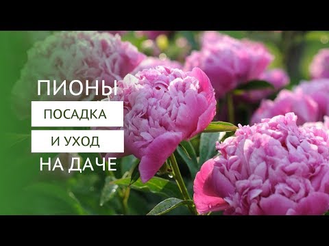 Видео: Пионы - посадка и правильный уход