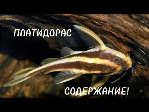 Видео: ПЛАТИДОРАС 🐠 : содержание, кормление и разведение !