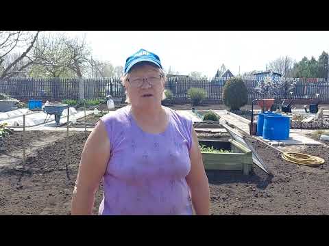 Видео: 5 мая посев арбузов в открытый грунт.