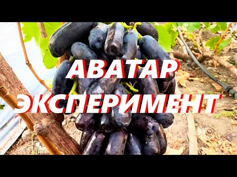 Видео: Виноград Аватар - эксперимент - 2024