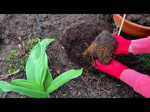 Видео: САМЫЕ ВАЖНЫЕ И САМЫЕ ПРОСТЫЕ СОВЕТЫ ПО ПРАВИЛЬНОЙ ВЕСЕННЕЙ ПОСАДКЕ и УХОДУ за  КЛЕМАТИСАМИ.