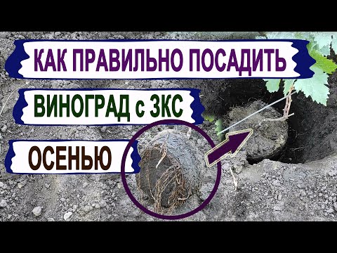 Видео: 🍇 Как ПРАВИЛЬНО и когда ПОСАДИТЬ осенью САЖЕНЕЦ ВИНОГРАДА с ЗКС. Несколько тонкостей посадки.