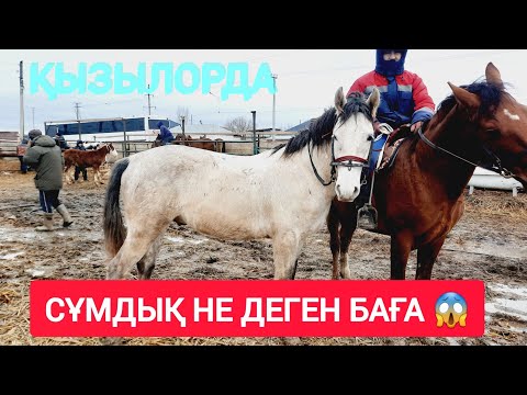 Видео: ҚЫЗЫЛОРДА МАЛ БАЗАРЫ, ЖЫЛҚЫ ҚОЙ СИЫР БАҒАЛАРЫ.