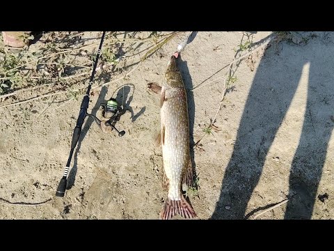 Видео: Рибалка в Чернігівській області. Не дав браконьєрам половити сетями @TEULU999 