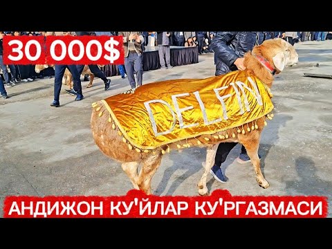 Видео:  АНДИЖОН КОЙЛАР КОРГАЗМАСИ🤩2000$ДАН 100 000$ ГАЧА КОЧКОРЛАР КЕЛДИ🤩БУНИ КОРМАСЕЗ БОЛМАЙДИ🤩
