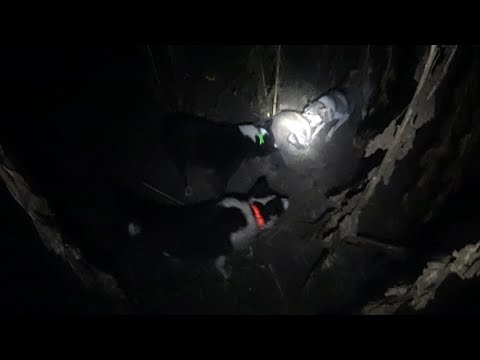 Видео: Удачная охота на борсука с лайками 2025!!!