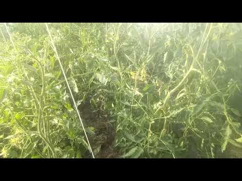 Видео: Мой метод борьбы с фитофторой без химии