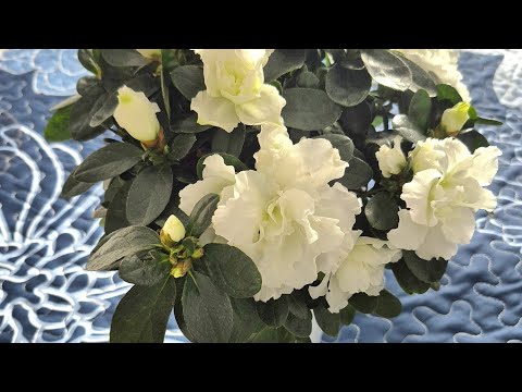 Видео: Азалия 2.0 🤍 Работа над ошибками 