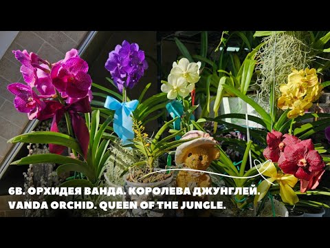 Видео: 6В. Орхидея Ванда. Королева джунглей.Vanda orchid. Queen of the jungle.
