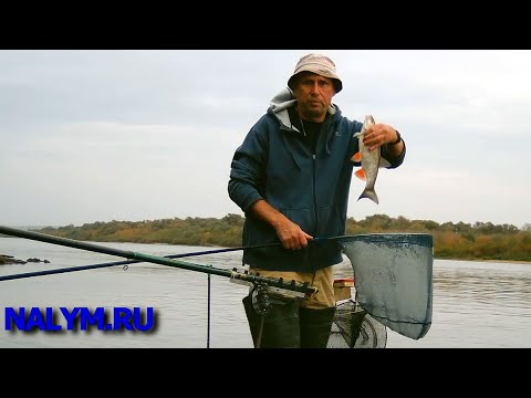 Видео: Ока. Октябрь. Болонка.