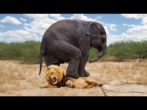 Видео: Өз күшімен бәрін жыртады | 10 Ең мықты жануар