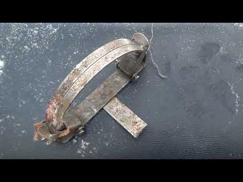 Видео: Промысел куницы.