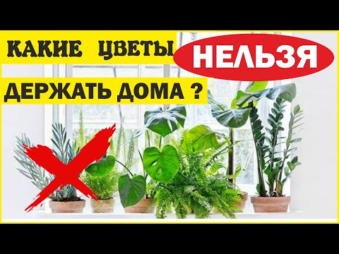 Видео: КАКИЕ ЦВЕТЫ НЕЛЬЗЯ ДЕРЖАТЬ ДОМА. ПРИМЕТЫ И СУЕВЕРИЯ