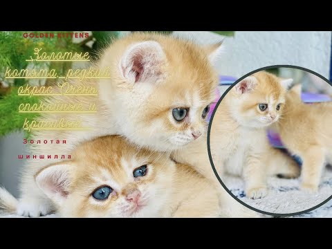 Видео: 🤩ОЧЕНЬ МНОГО 🙀ЗОЛОТЫХ КОТЯТ😻ЗОЛОТЫЕ ШИНШИЛЛЫ👑GOLDEN KITTENS👑