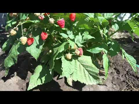 Видео: Сад на высокой грядке,выращенный на бывшем мочаке.