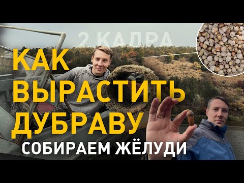 Видео: Как вырастить дубраву. Собираем жёлуди. Осенний Ягорлык. Гнёзда для водных птиц. 2 кадра 14.10.2021