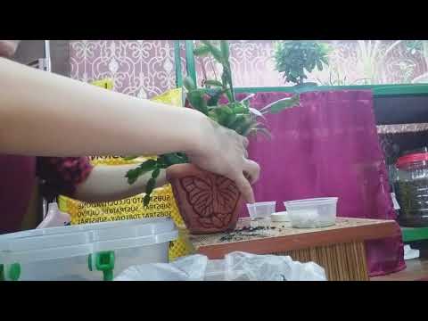 Видео: Декабрист гүлін күту,отырғызу және топырағы