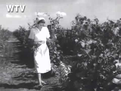 Видео: Выращивание винограда   в  1953 году.