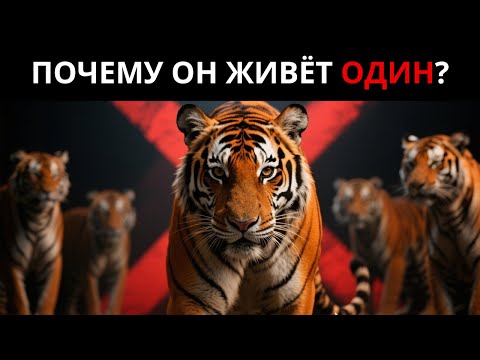 Видео: Вот Почему Тигры не Живут в Стаях!