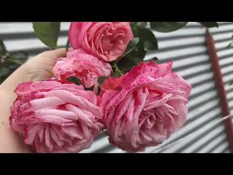 Видео: Как мне понравились эти розы❤(Вояж, Бабино, Майнтауэр ,Лариса) Это Лавинья или Розана? Мои заботы🥰