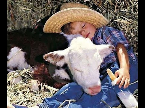 Видео: 🐕 Лучшие смешные видео с животными для отличного настроения! 🐈 Вы будете смеяться! 😺