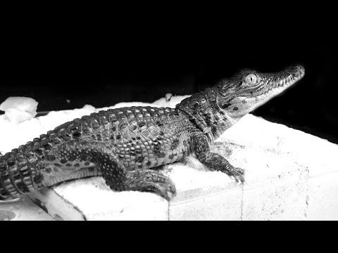 Видео: ЧТО СЛУЧИЛОСЬ С КРОКОДИЛОМ?  КУДА ПРОПАЛ ГЕНА?