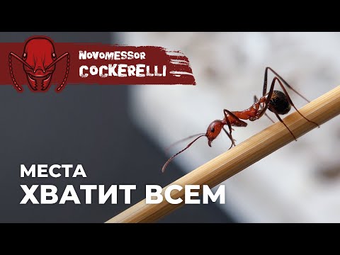 Видео: БОЛЬШОЙ ФОРМИКАРИЙ ДЛЯ НОВОМЕССОРОВ | Novomessor cockerelli