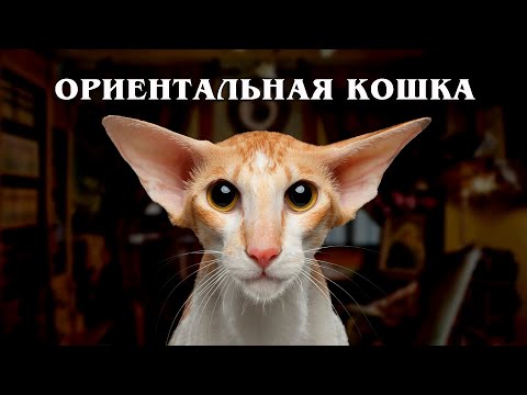 Видео: Ориентальная кошка: Кошка с другой планеты | Интересные факты про породы кошек