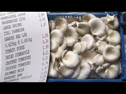 Видео: Как сделать культуру спор и тканей из купленных на рынке вешенок?