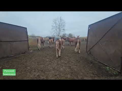 Видео: Табунное коневодство| Жеребец Малыш заболел.