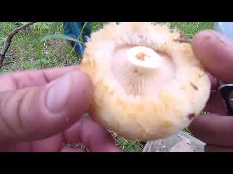 Видео: Собираем грибы  Мокрые мохнатые жёлтые Грузди, Лисички, Подосиновики, Белые  1 августа.