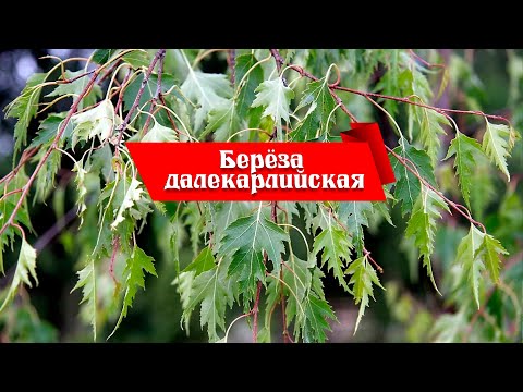 Видео: Берёза далекарлийская / обзор материала для бонсай @Studio.Bonsai